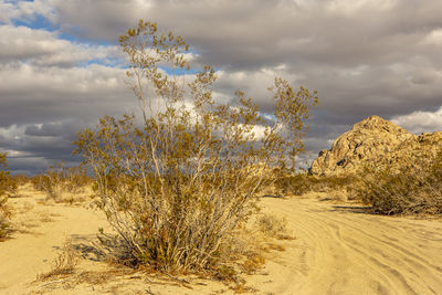 Plants growing on land against sky