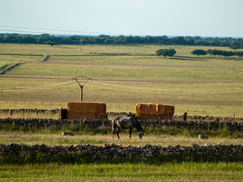 Horses in a field