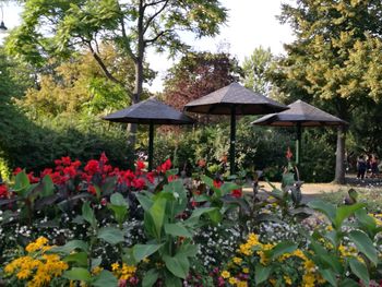 Flowers growing in park