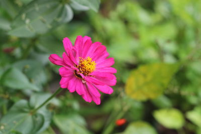 Close-up of pink flower