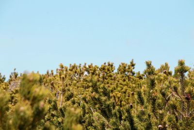 Close-up of pine tree field against clear sky