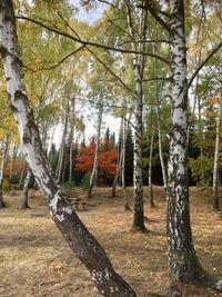 Trees growing in forest