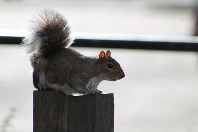 Squirrel on wooden post