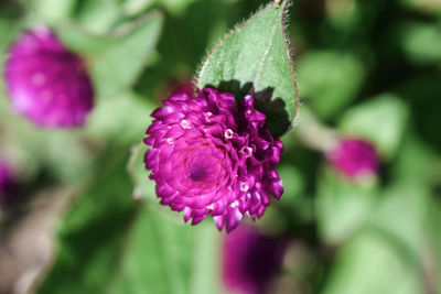 Close-up of purple flowering plant