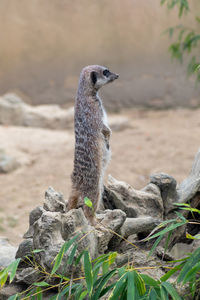 Meerkat on rock