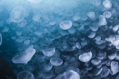 A group of jellyfish in notojima, ishikawa ,japan