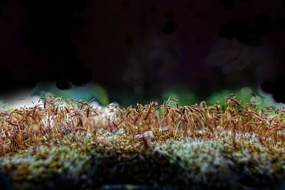 Close-up of mushrooms growing on field