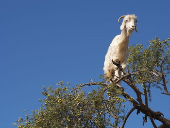 Low angle view of bird perching on tree against sky