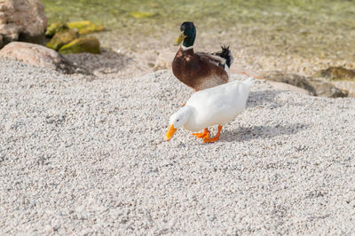 Close-up of birds