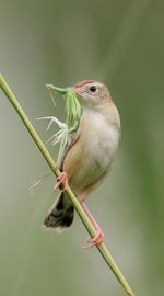 Close-up of sparrow perching on plant