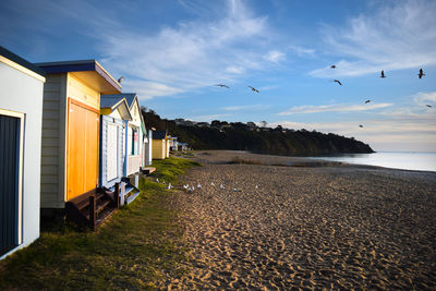 Birds flying over beach