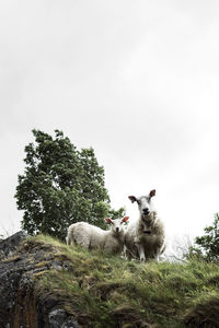 Sheep on grass against clear sky