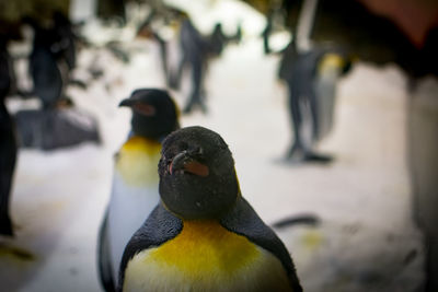 Penguins marching