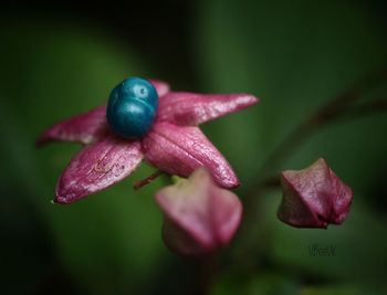 Close-up of water drops on pink flowers