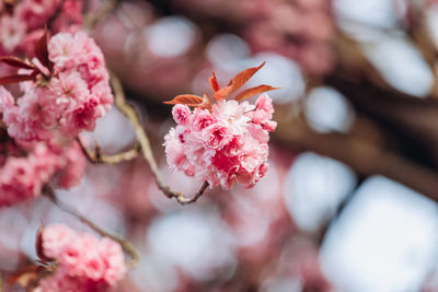 Close-up of pink cherry blossom