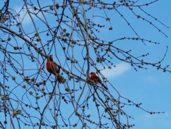 Low angle view of bird perching on tree