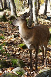 Deer standing in a forest