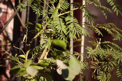 Close-up of fern leaves on tree