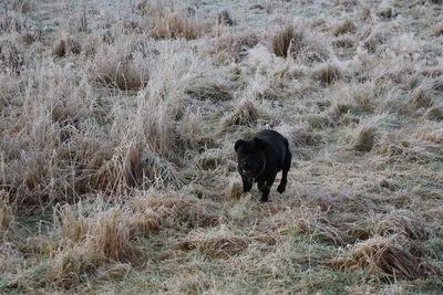 Dog on grassy field