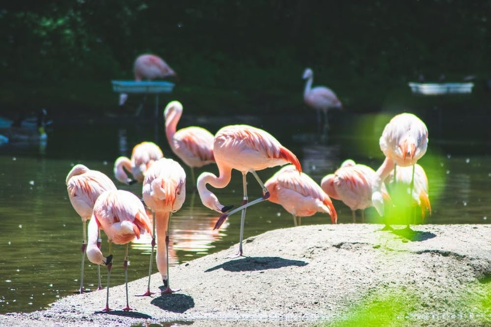 flamingo, bird, animals in the wild, lake, water, group of animals, vertebrate, animal, animal wildlife, animal themes, pink color, no people, nature, day, beauty in nature, reflection, large group of animals, sunlight, outdoors, flock of birds, freshwater bird, animal neck
