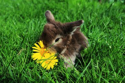 Cat lying on grassy field