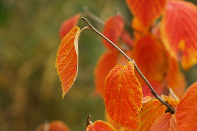 Close-up of orange leaves on plant