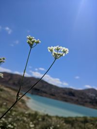 Close-up of white flowering plant against sky