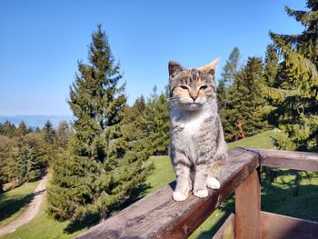 Cat in the nature near the mountain cabin or chalet. slovakia