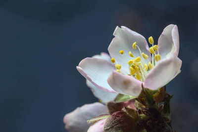 Close-up of flowering plant