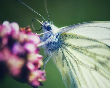 Close-up of butterfly pollinating on flower