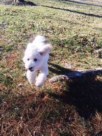 Dog on grassy field