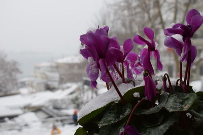 Close-up of purple flowering plants during winter