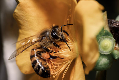 Close-up of bee pollinating on flower