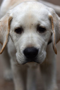 Close-up portrait of white labrador puppy