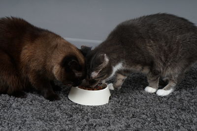 Close-up of cats eating food