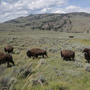 Yellowstone, united states