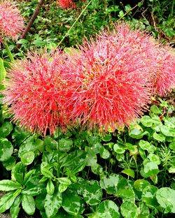 Close-up of red flowers