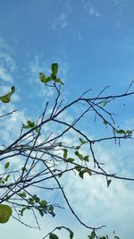 Low angle view of tree against blue sky