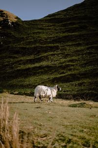 Horse standing in a field