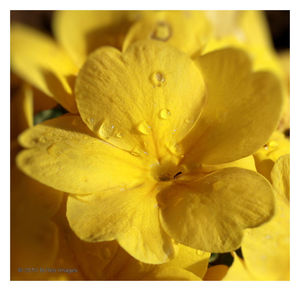 Close-up of wet yellow flower