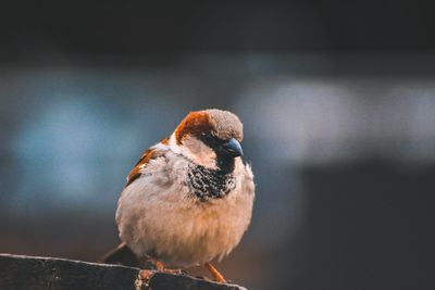 Close-up of a bird