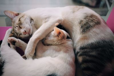 Close-up of cat lying down