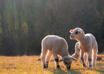 Two lambs on field