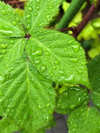Close-up of wet leaves on rainy day