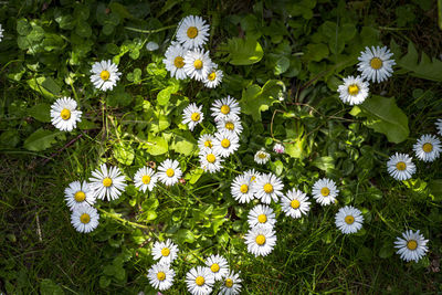 High angle view of white daisy flowers