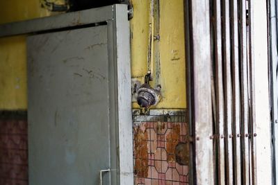 View of horse on window of building