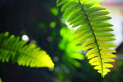 Close-up of fern leaves