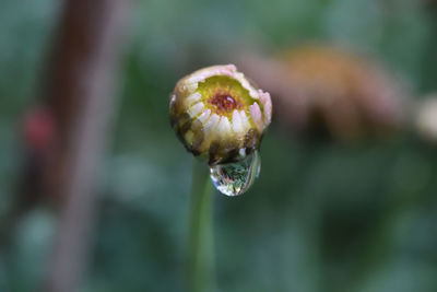 Close-up of wet flower