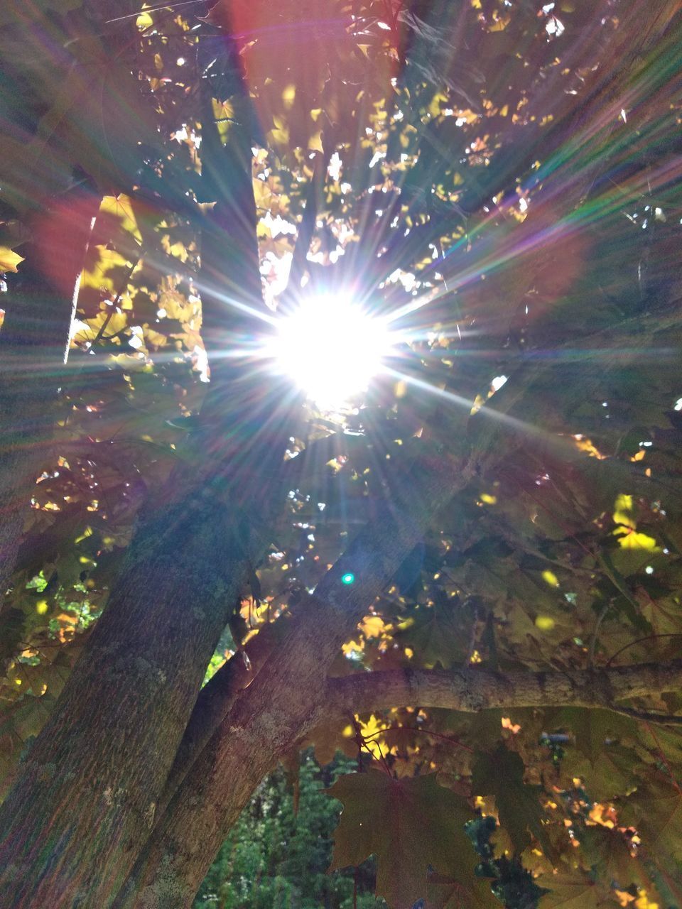 SUN STREAMING THROUGH TREE