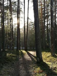 Trees in forest